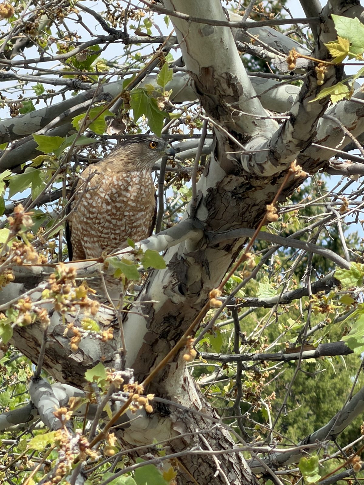 A hawk looking back from the branches of a sycamore