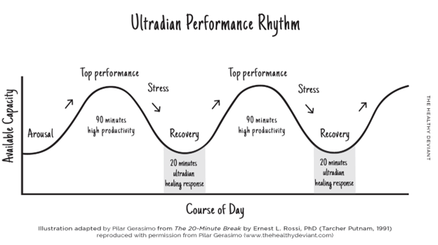 Chart describing ultradian performance rhythms