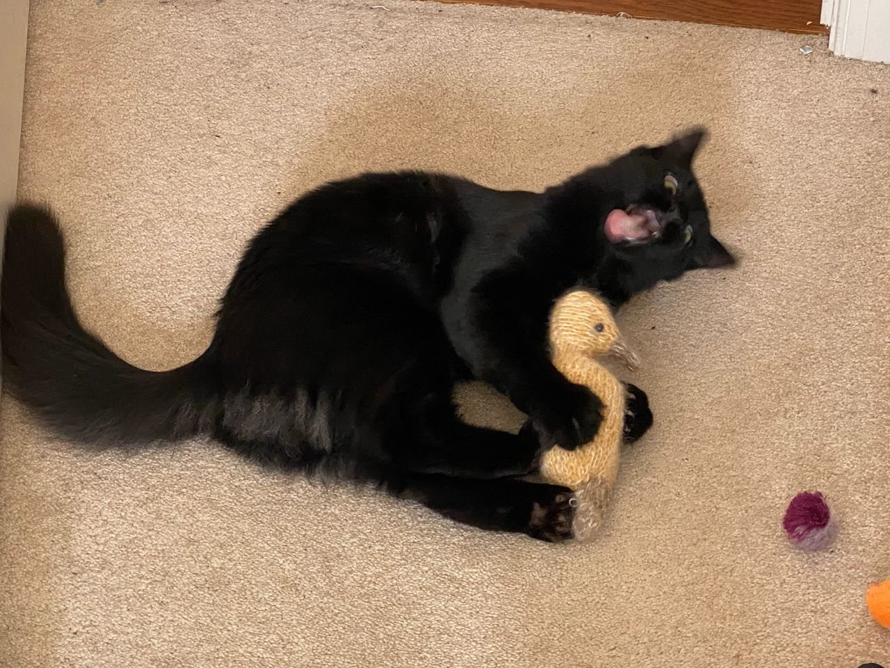 Kohaku experiencing a different kind of bliss