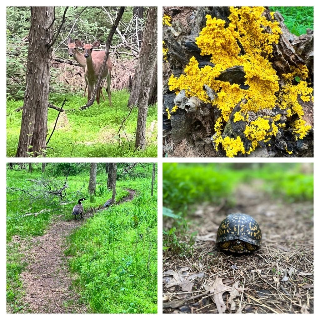 Deer, lichen, geese and turtle Deer, lichen, geese and turtle
